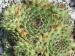 cantabricum from Jou Bajo