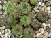 cantabricum ssp. cantabricum from Coriscao