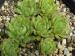 cantabricum from La Una
