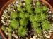 cantabricum ssp. cantabricum from Piedrasluengas