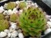 marmoreum ssp. marmoreum (balcanicum)