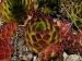 marmoreum ssp. marmoreum from Bavan