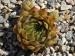 Gratiana