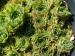 Green Appel / Jovi