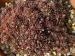 Havendijks Brown Web