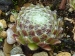 Hieronima