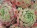 Kaerts Ferdinand