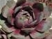 Kim