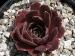 Korspel Grorie / Jovi