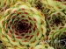 Nigricans 