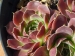 Rockery Gem / Jovi 