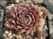 Rose Marie 