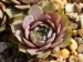 Rose Senne 