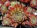 Show Baby 