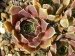 Springwood Pink / Jovi 