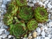 calcareum cf. from La Bernarde