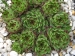 calcareum from Alpes Maritimes (Typ PH431)