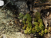 davisii x S. staintonii cf. from Hamamli, SW Rand