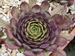 Purple Rockoon