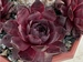 Supersemps Onyx