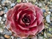Scarlette Variety