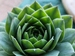 Jumbo Green
