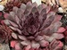 Connys Chrysantheme