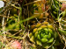 marmoreum ssp. marmoreum from Raidovoli