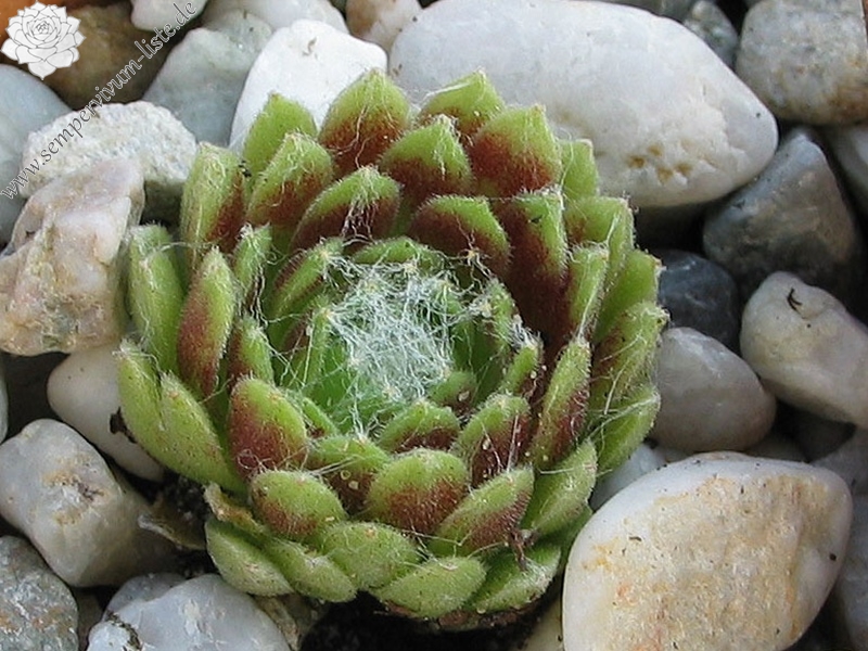 arachnoideum (zarubianum)