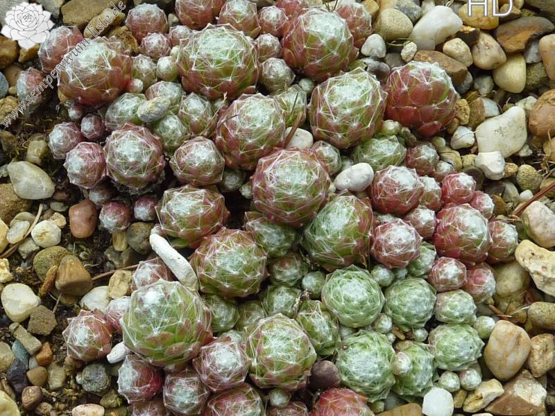 arachnoideum from Goldrain