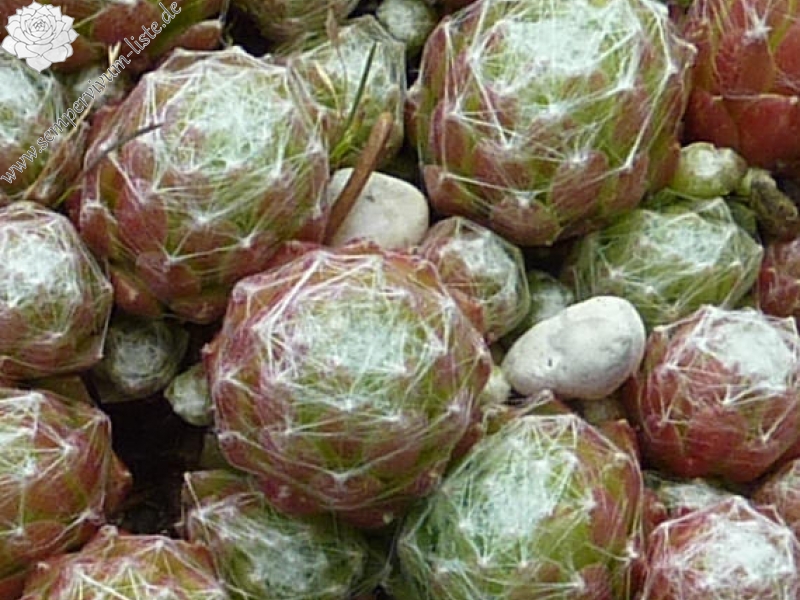 arachnoideum from Goldrain