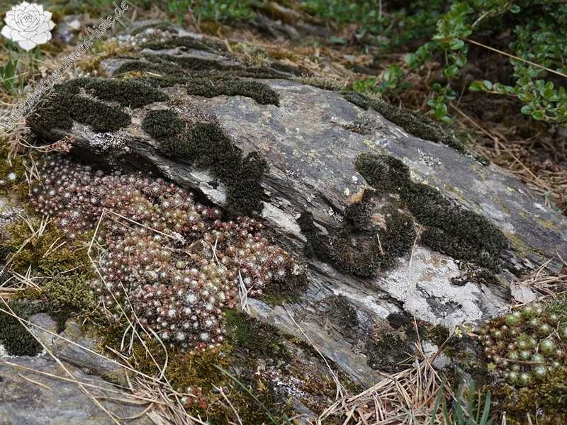 arachnoideum from Eisacktal, Schnauders