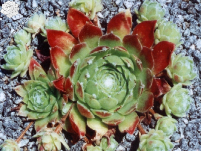 Kernerianum