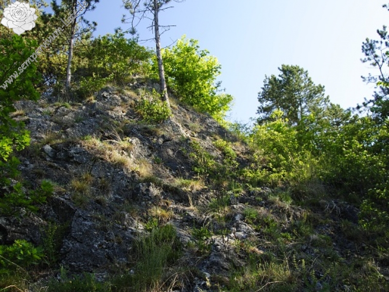 globiferum ssp. globiferum from Hostim, Vysoká stráň, unten