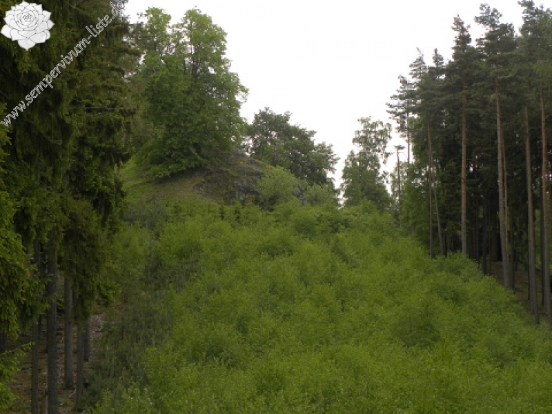 globiferum ssp. globiferum from Kozinec