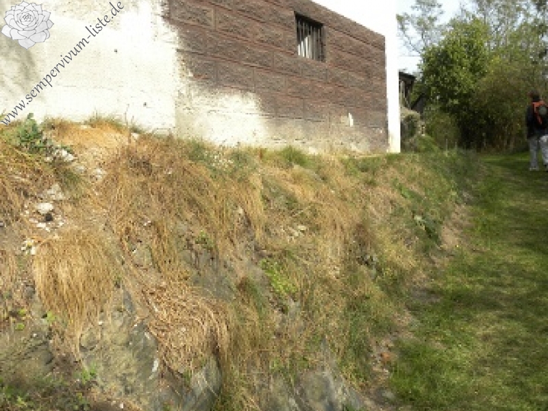 globiferum ssp. globiferum from Piplův mlýn