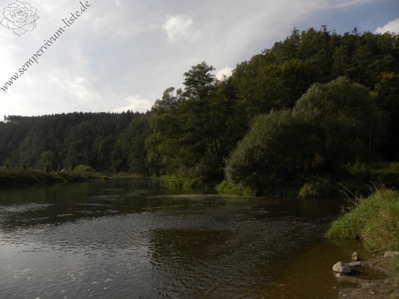 globiferum ssp. globiferum from Střela, Kralovický potok
