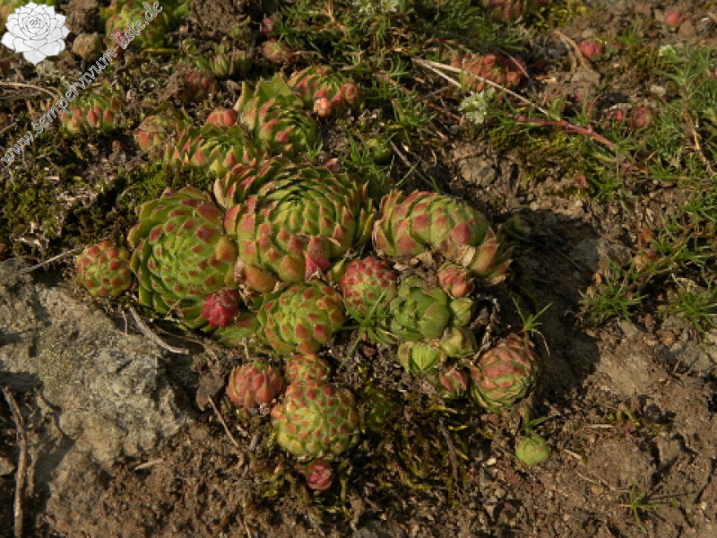 globiferum ssp. globiferum from Branišovský vrch