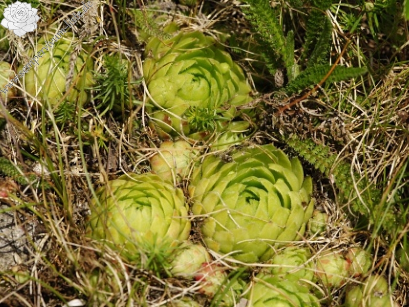globiferum ssp. globiferum from Nevděk