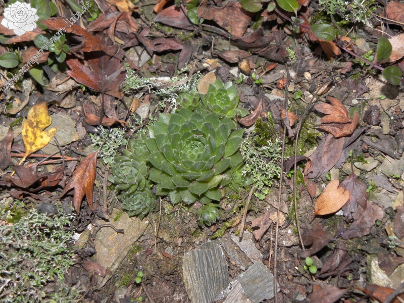 globiferum ssp. globiferum from Manětín, Vuršův mlýn
