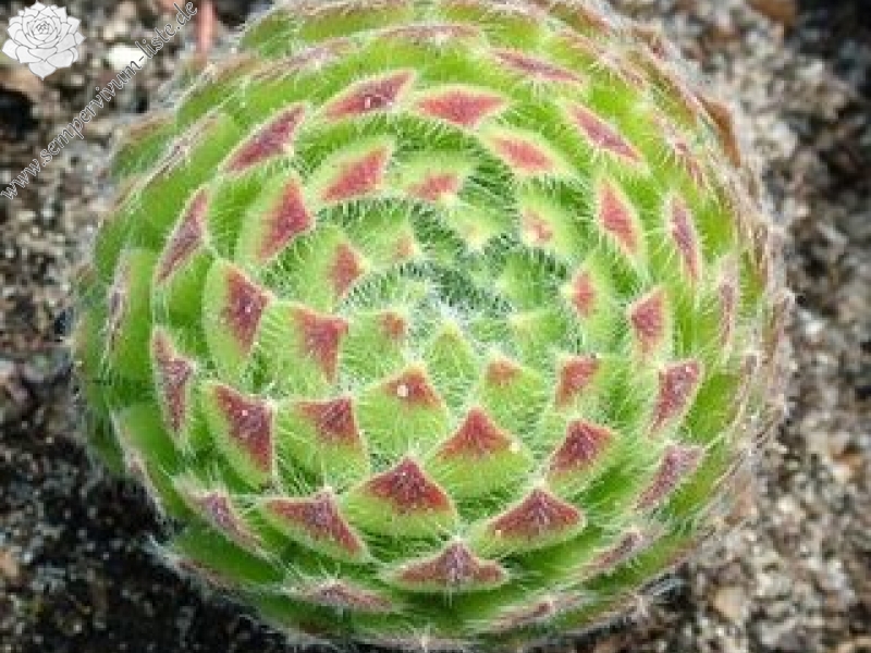ciliosum ssp. ciliosum (borisii)