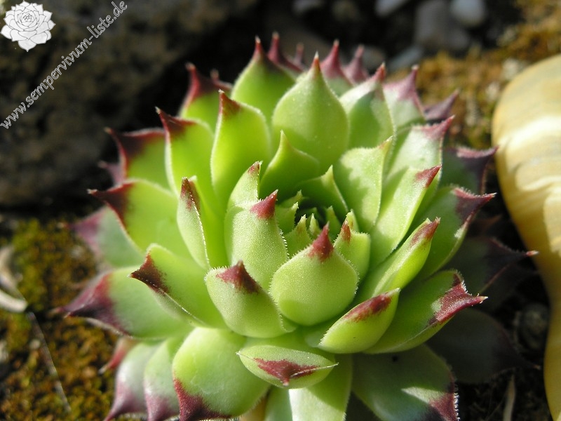 calcareum from Queyras