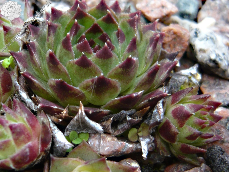 calcareum from Route d'Annot