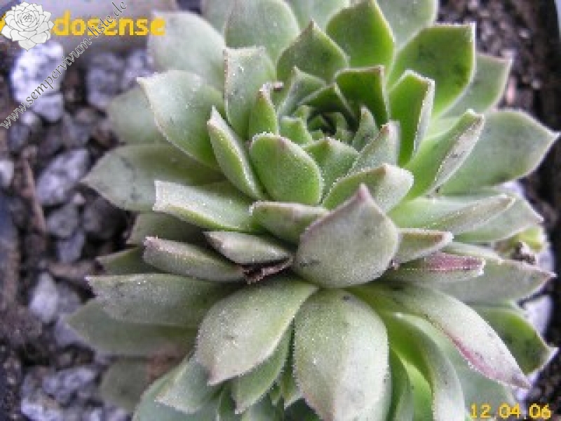 cantabricum ssp. guadarramense (gredosense) from Portilla del Rey