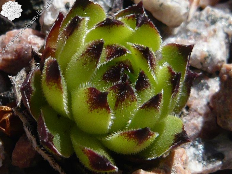 cantabricum ssp. cantabricum from Bulnes