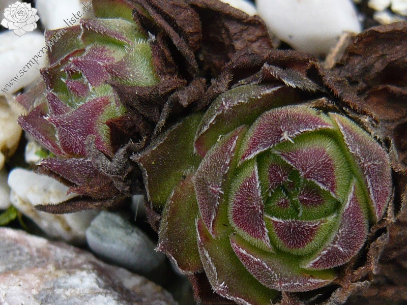 cantabricum ssp. cantabricum from Cuevas del Sil