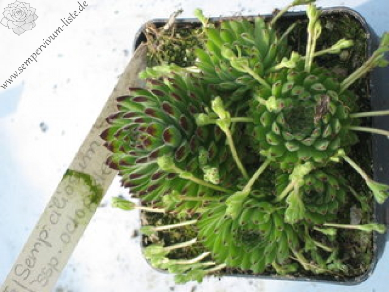 ciliosum ssp. octopodes