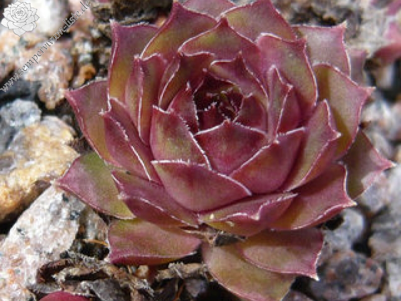 fauconnetii (villosum)