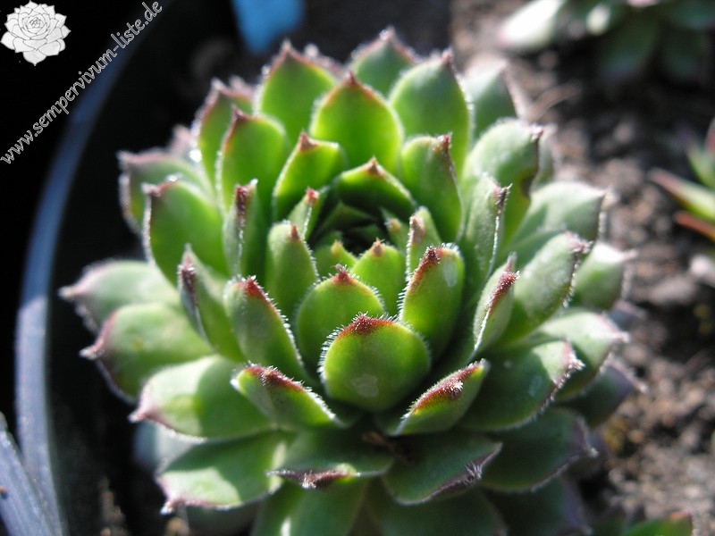 fauconnetii (x fontanae)