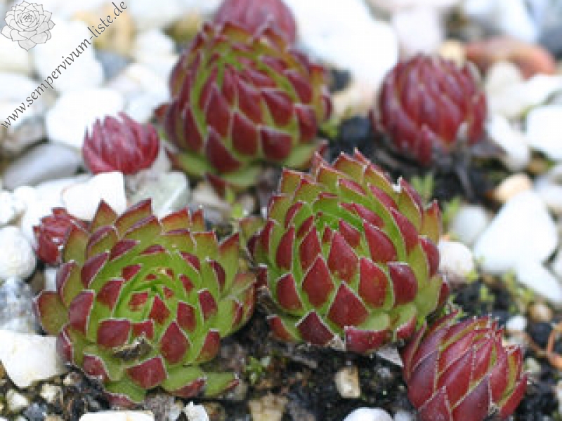 globiferum ssp. hirtum from Baba Mare